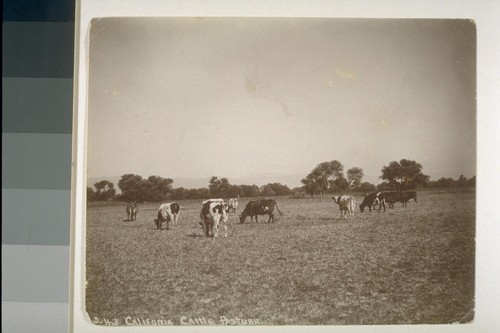 California cattle pasture. No. 248