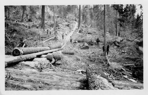 Logging scene at Shaver Lake area Fresno County California