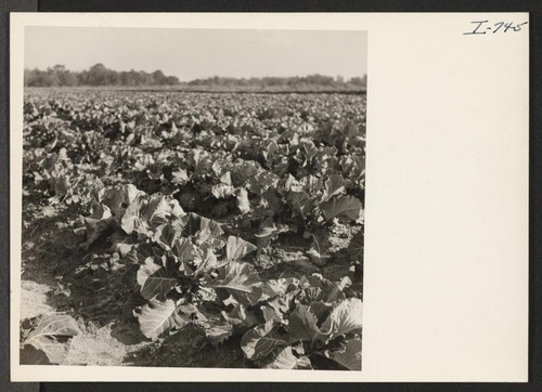 A field of collards to be harvested February 1, in the coastal area of South Carolina, seven miles south of Beaufort, South Carolina. Photographer: Iwasaki, Hikaru Beaufort, South Carolina