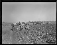 Men working in a vegetable field at the Los Angeles County Farm, Downey, 1920-1939