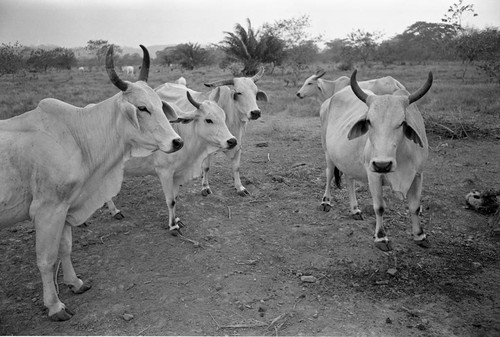 Cattle roaming in a field, San Basilio de Palenque, 1977
