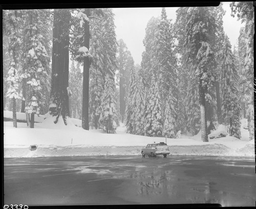 General Grant Tree in snow. Tree Parking area. Winter Scenes, Vehicular Use