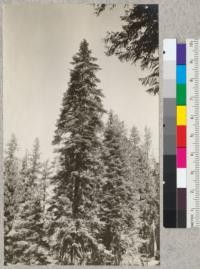 White fir (A. concolor) near Eagle Gulch near Camp Califorest, Plumas National Forest. Photo shows imperfectly the heavy white fir cone crop of 1925. Note short tree at left, also big tree in center and crop in top of tree to right of big tree. R.C. Bryant, 1925