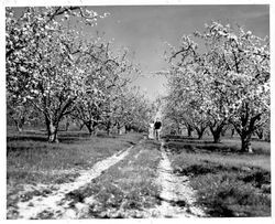 Hallberg apple orchard in bloom with a man and woman standing in road, 1955