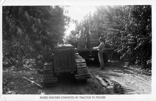 Boxed Peaches Conveyed by Tractor to Trucks for Bercut-Richards Packing Company