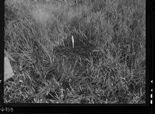 Meadow studies, detail of two foot square plot cut in meadow. Grass in good condition, 8 to 14" tall. Protected by old deer carcass. Research plots. Light leak