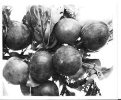 Identification of Luther Burbank plum from the Gold Ridge Experiment Farm--large cluster of plums (Plum L-47 (E.T.) [east tree] 'Best Block') with leaves, July, 1929