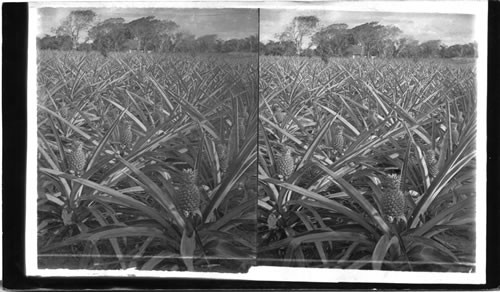 Pineapple Plantation, Florida, U.S.A