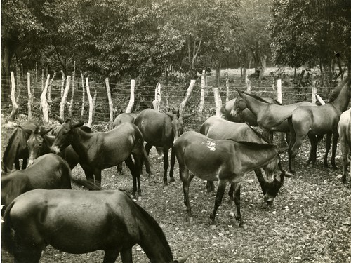 720. Jamaica: mules