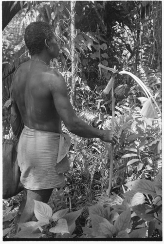 Tome Arika talking to ancestors behind men's house with niu'igani offering of taro and coconuts in hand