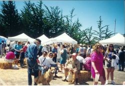 Reception area with exhibit and sales tents, bales of hay for seating at the Fisherman's Festival in Bodega Bay, 1997