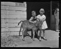 John Douglas Murphy and Marguerite Murphy with a calf at the Los Angeles County Fair, Pomona, 1935