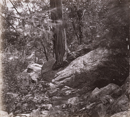 1123. A Tree growing from a Rock in Yo-Semite Valley, Mariposa County