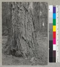 White fir, 35 diameter at breast height near Camp Califorest office. July 16, 1939. Emanuel Fritz
