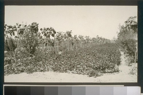 No. 212. Interplanting between young trees on 2 acre allotment belonging to Mr. Gaddy. August 14, 1923