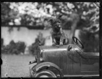 Dog belonging to William F. Gettle sitting on an automobile, Los Angeles, 1937