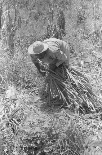 Man bundling straw, San Basilio de Palenque, 1976