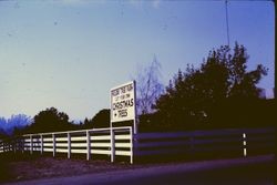 Holiday Tree Farm farm sign on white fence, 1970