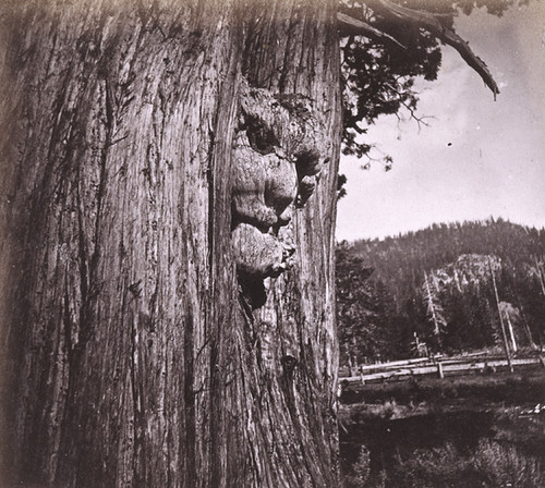 645. Nick of the Woods--A very Singular TreeValley of Lake Tahoe, near view
