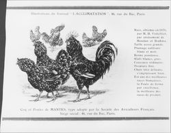 Coq et poule de mantes : type adopte par la Societe des Aviculteurs Francais, Siege social, 46, rue du Bac, Paris
