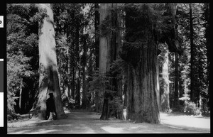 Redwood trees in Camp Richardson, near Lake Tahoe