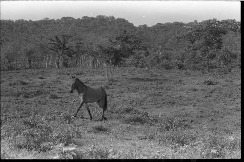 Mule roaming in the meadow, San Basilio de Palenque, 1975