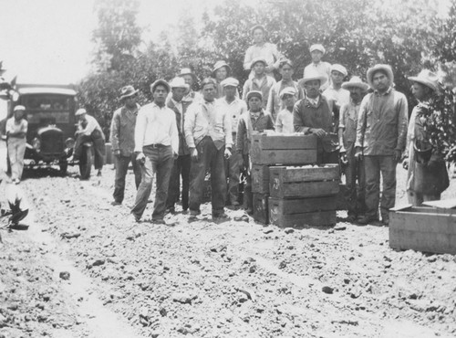 Field citrus orchard with workers, McPhearson, California, 1925