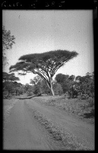Trail in the bush, Africa, ca. 1940-1950