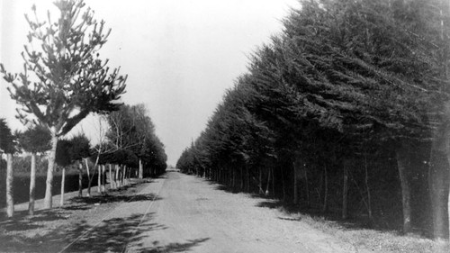 Street car tracks between Santa Ana and Tustin with cypress trees in view