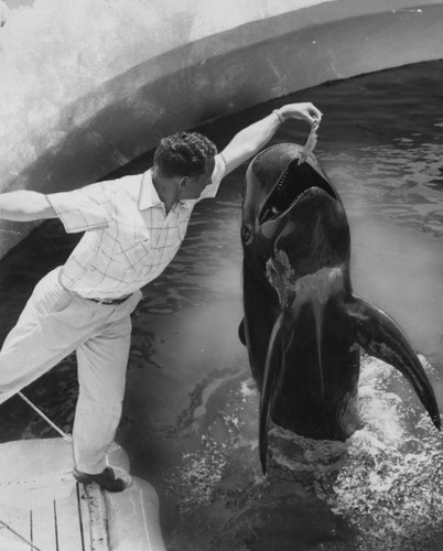 Trainer feeds Bubbles at Marineland
