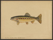 Golden trout of Soda Creek (Salmo whitei Evermann)