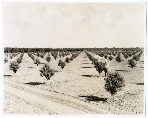 Man standing in a peach orchard