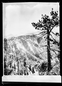 Trees along a large mountainside, showing large tree in extreme foreground, Big Pines, 1928