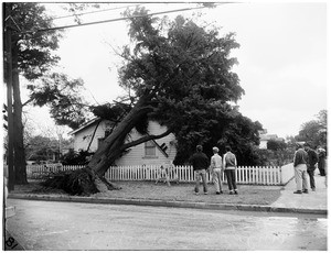 Tree falls on house at 3502 Keystone Avenue, Palms, 1952