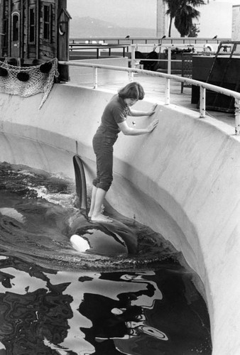 Marineland trainer works with Orca