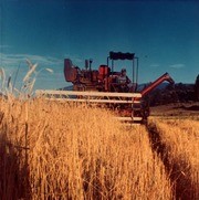 Shades of Kern County, Frazier Park - Rye Harvesting