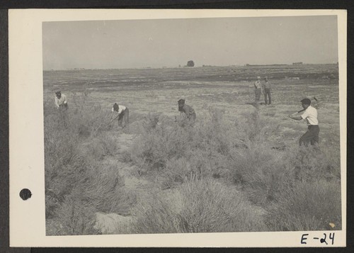 A group of volunteer agricultural workers clearing virgin land of sagebrush and wild guayule prior to establishing irrigation ditches and the planting of forage crops. Photographer: Parker, Tom Topaz, Utah