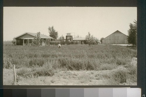 No. 243. Bldgs on allotment 214 owned by Brown Bros. August 14, 1923