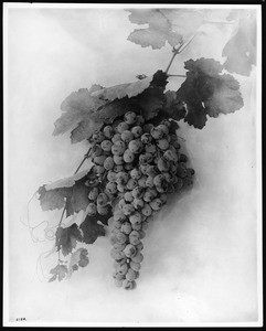 Close-up of a grape cluster, ca.1898