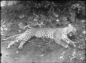Killed leopard, Lemana, Limpopo, South Africa, ca. 1906-1907