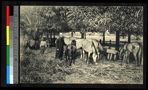 Missionary father standing near horses, Congo, ca.1920-1940