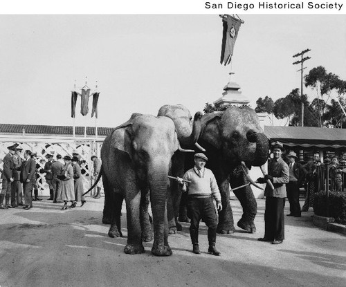 Three elephants being led by trainers at the 1936 Exposition