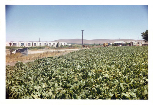 Monterey County Board of Supervisors Study of Monterey County Farm Labor Camps King City Camp : Highway 101 South, King City California