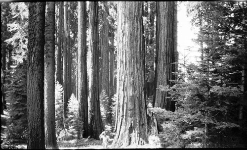 Redwood Mountain Grove, Giant Sequoia, Sugarbowl Grove