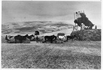 agricultural scene in Gilroy