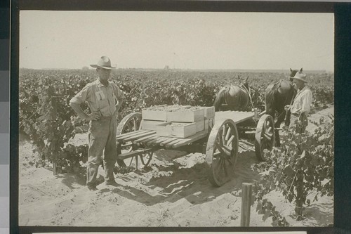 No. 227. Loading grapes out of the field, allotment 118, August 14, 1923