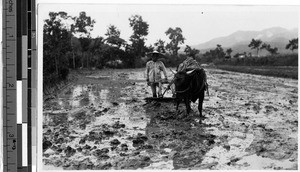 Japanese farmer plowing a field, Japan, ca. 1930-1950