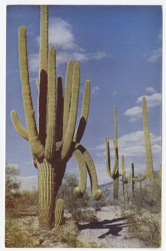 Saguaro, giant cacti