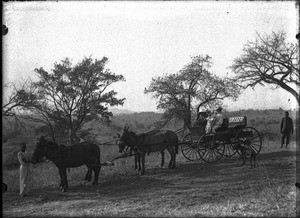 Swiss missionaries on a carriage, Shilouvane, South Africa, ca. 1901-1907