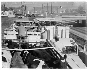 Loose cows, 1953